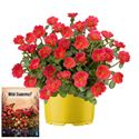 Afbeelding van Ms P12 Portulaca Tropical Punch